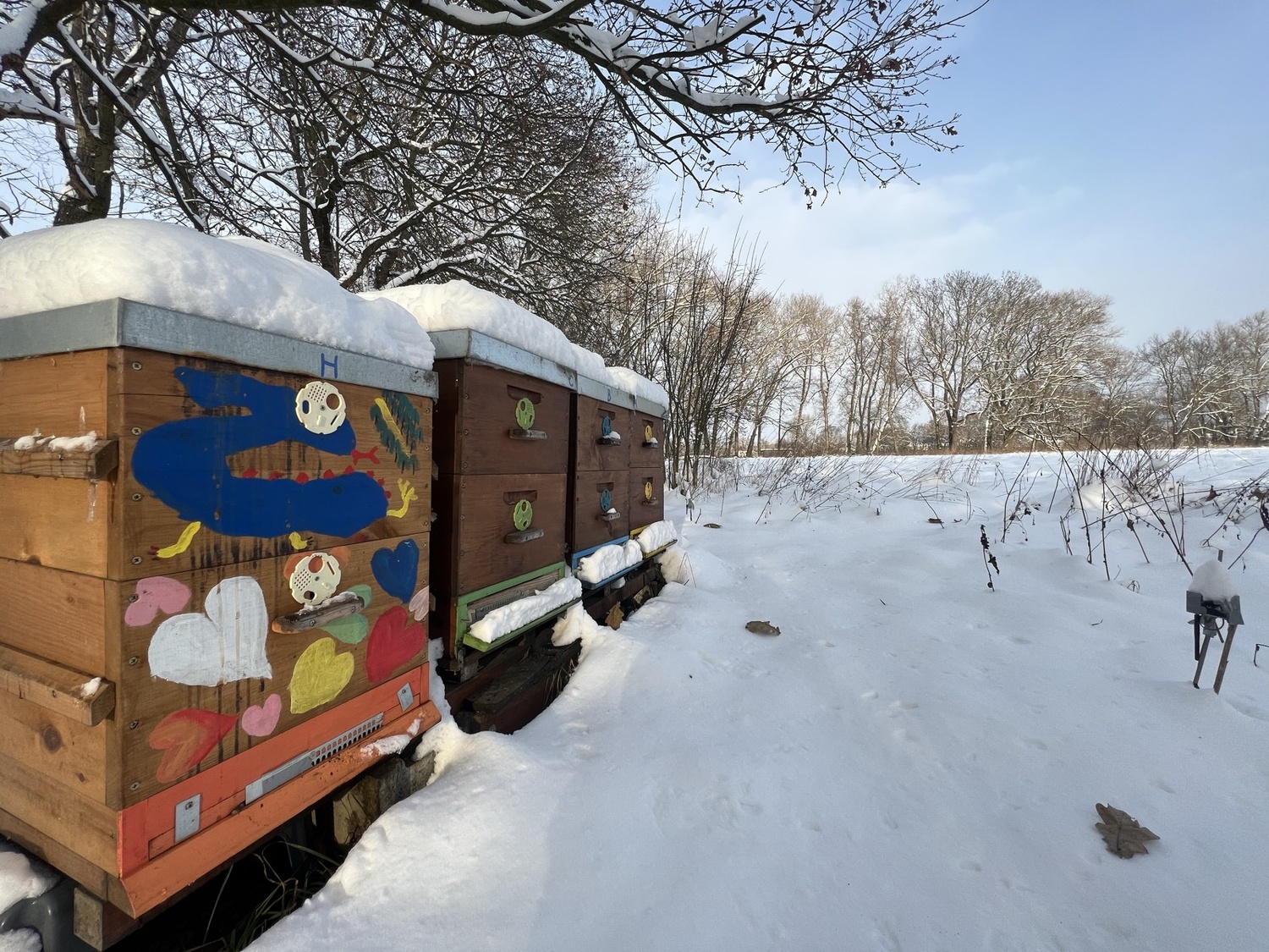 How to Properly Collect Winter Debris for Varroa Examination