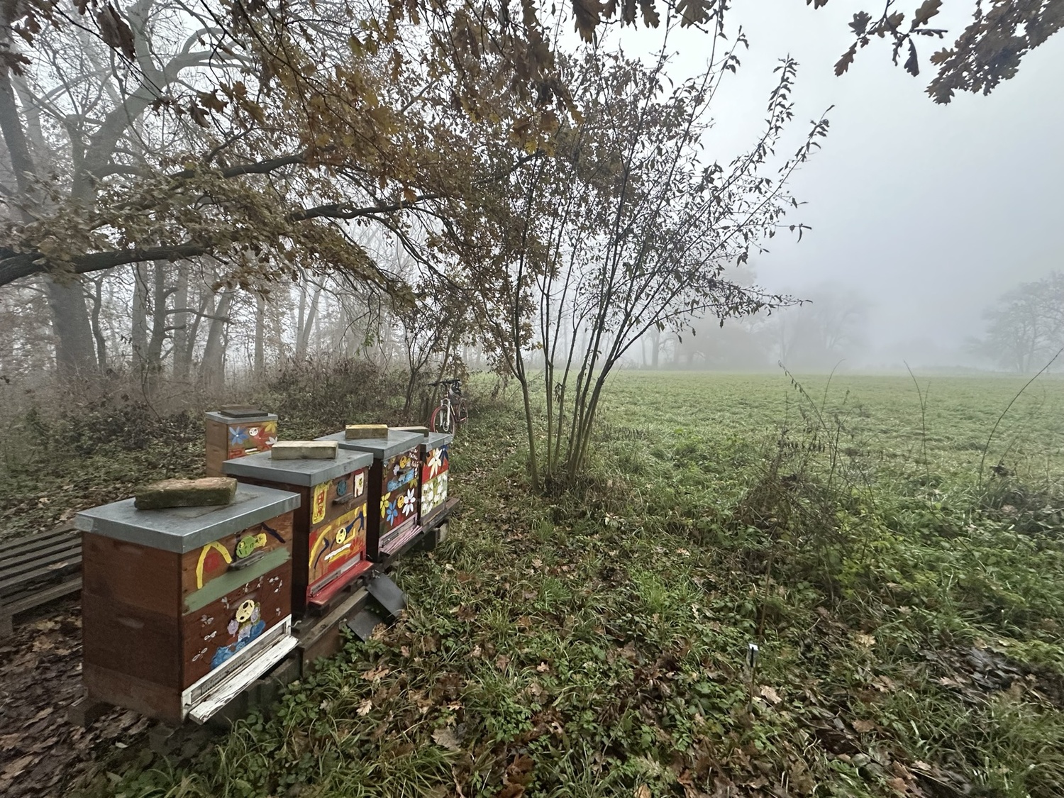 Deadline for Submitting Winter Hive Debris and How to Correctly Read the Result