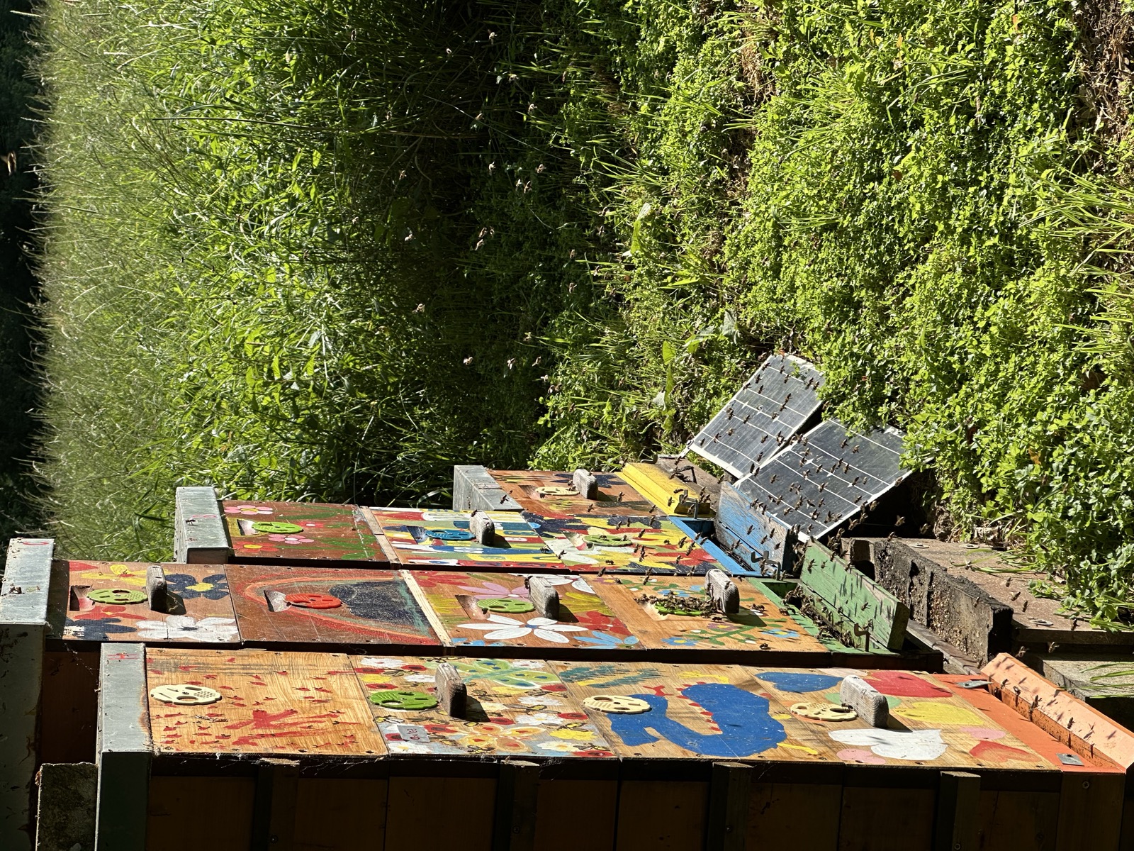 Top view of colorful hives on a sunny spring day