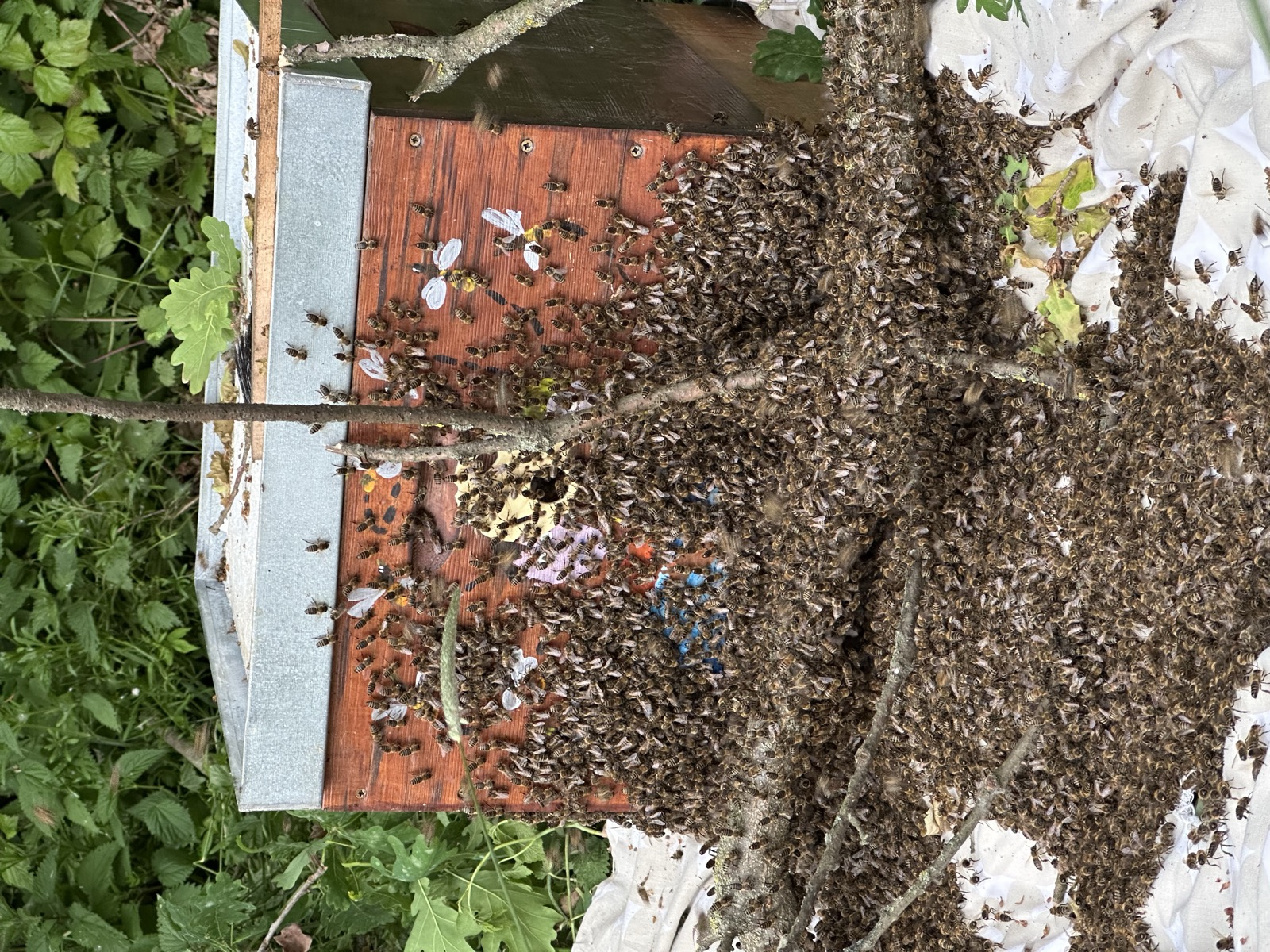 Cluster of bees at the hive entrance during strong spring development