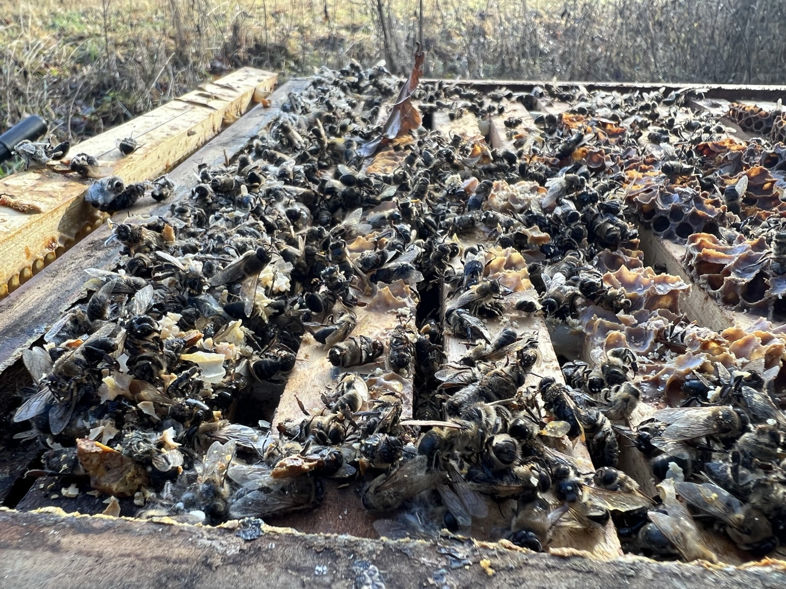 Winter cluster of bees on frames viewed from above