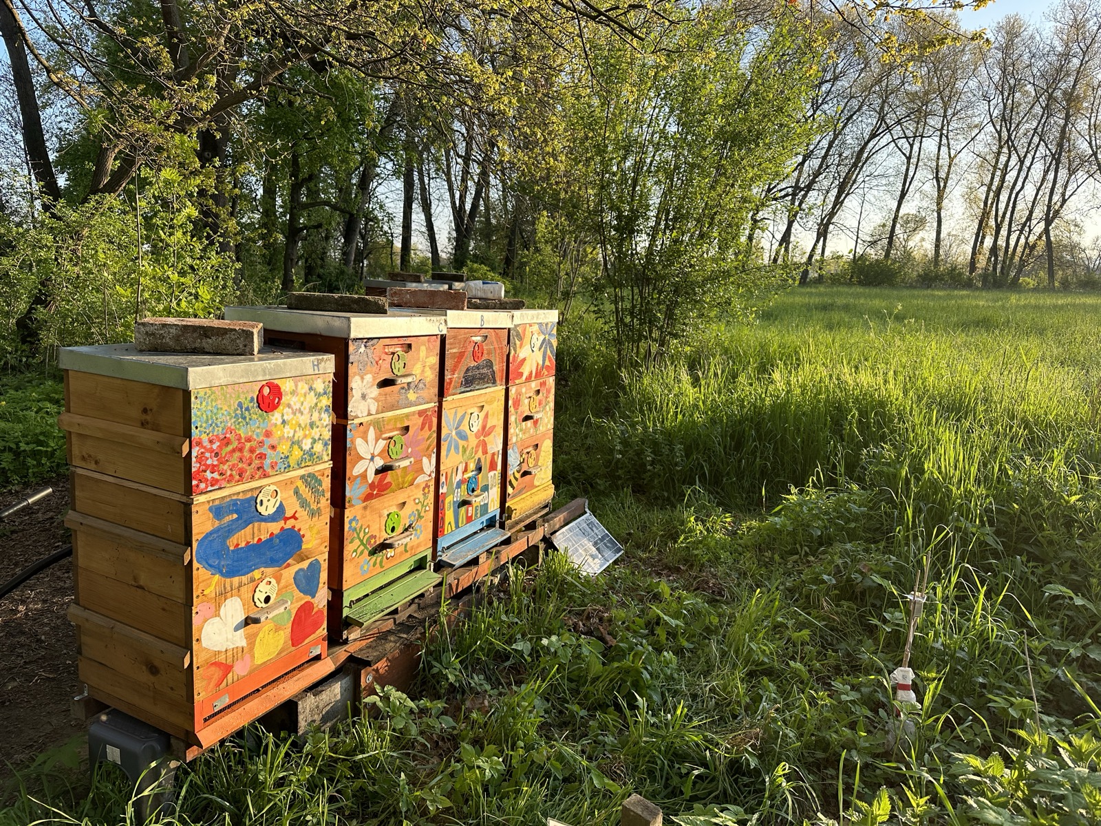 Three colorful hives in a sunny spring meadow