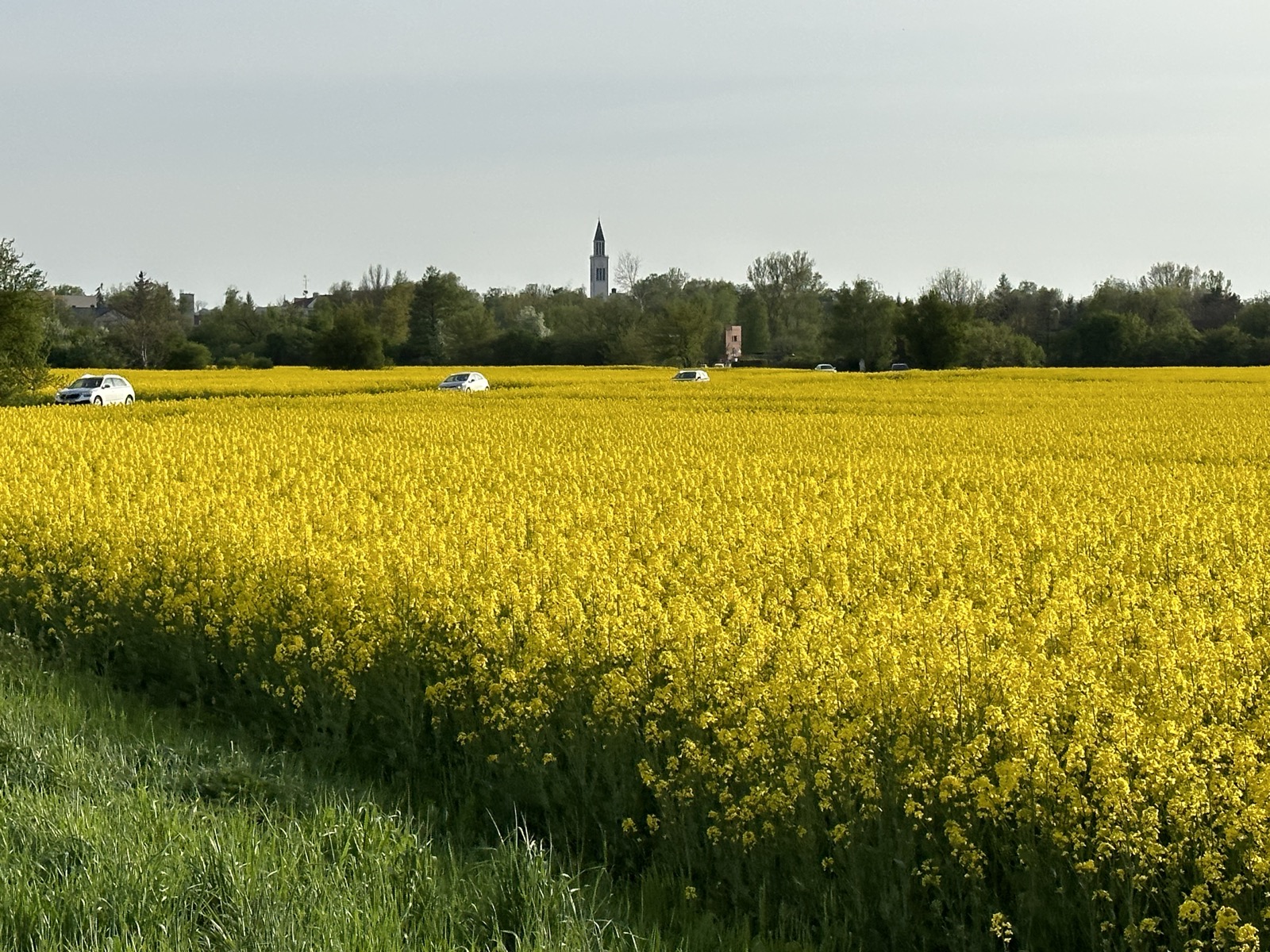 Blooming rapeseed field in spring, an important April nectar flow for bees