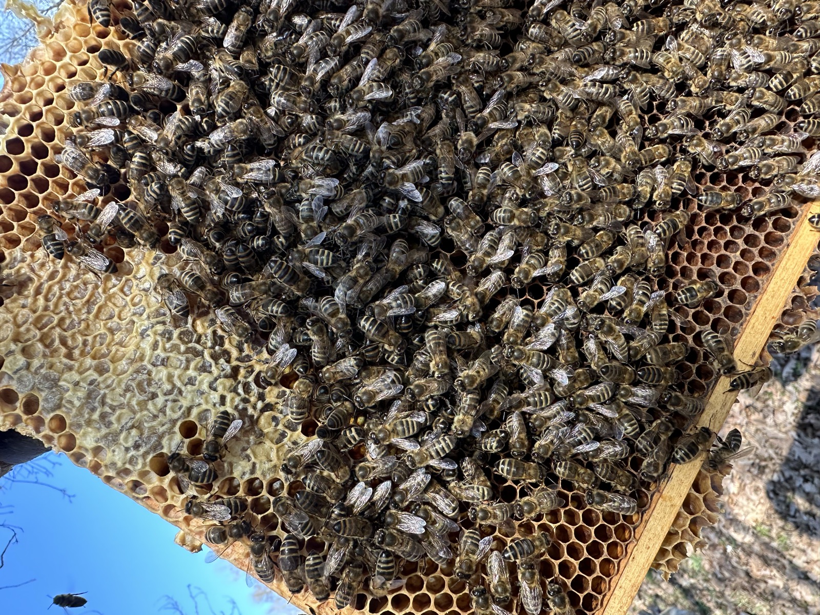 Detail of brood and bees on a comb during spring inspection