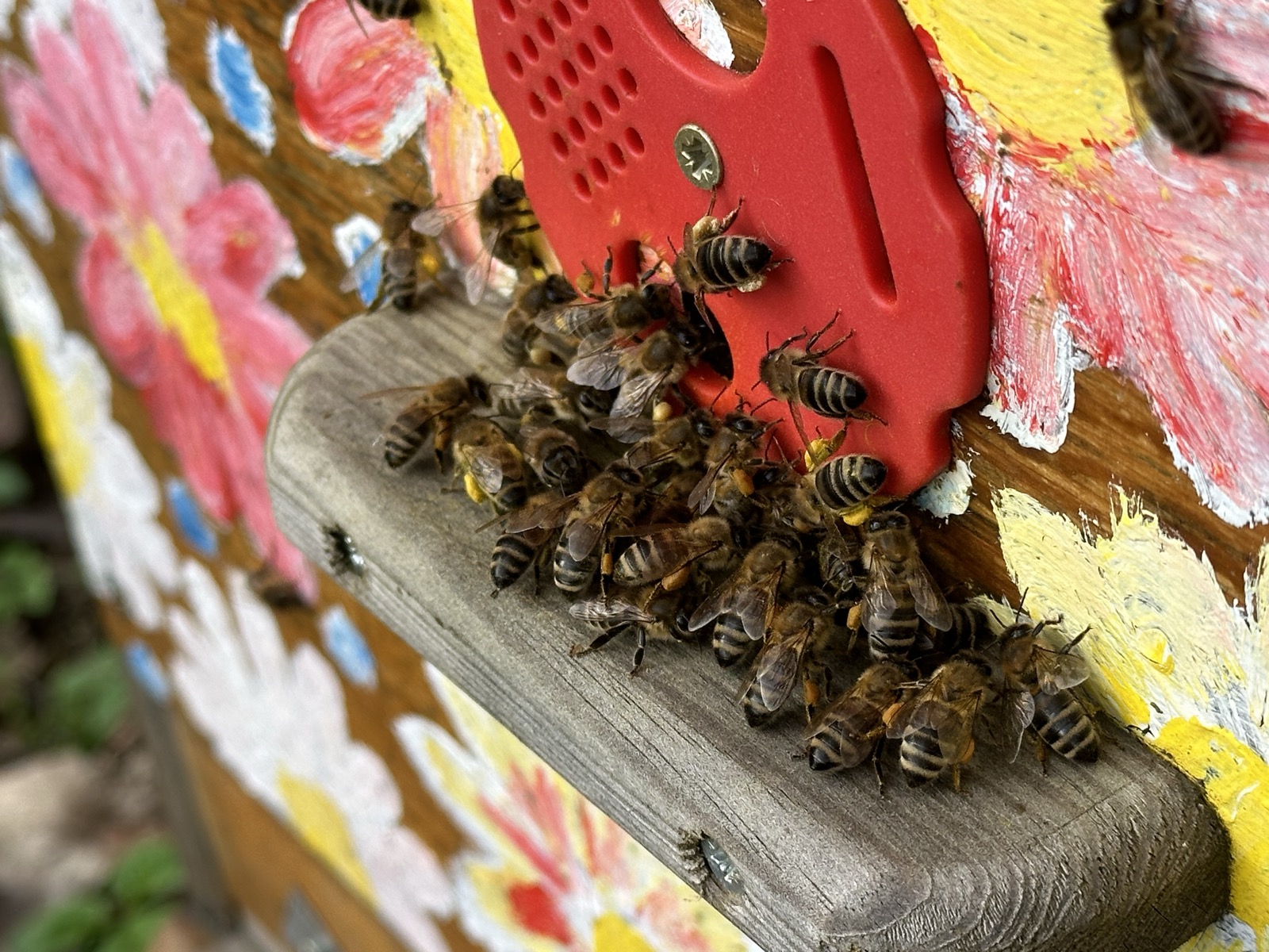 Bees at the hive entrance during winter flight