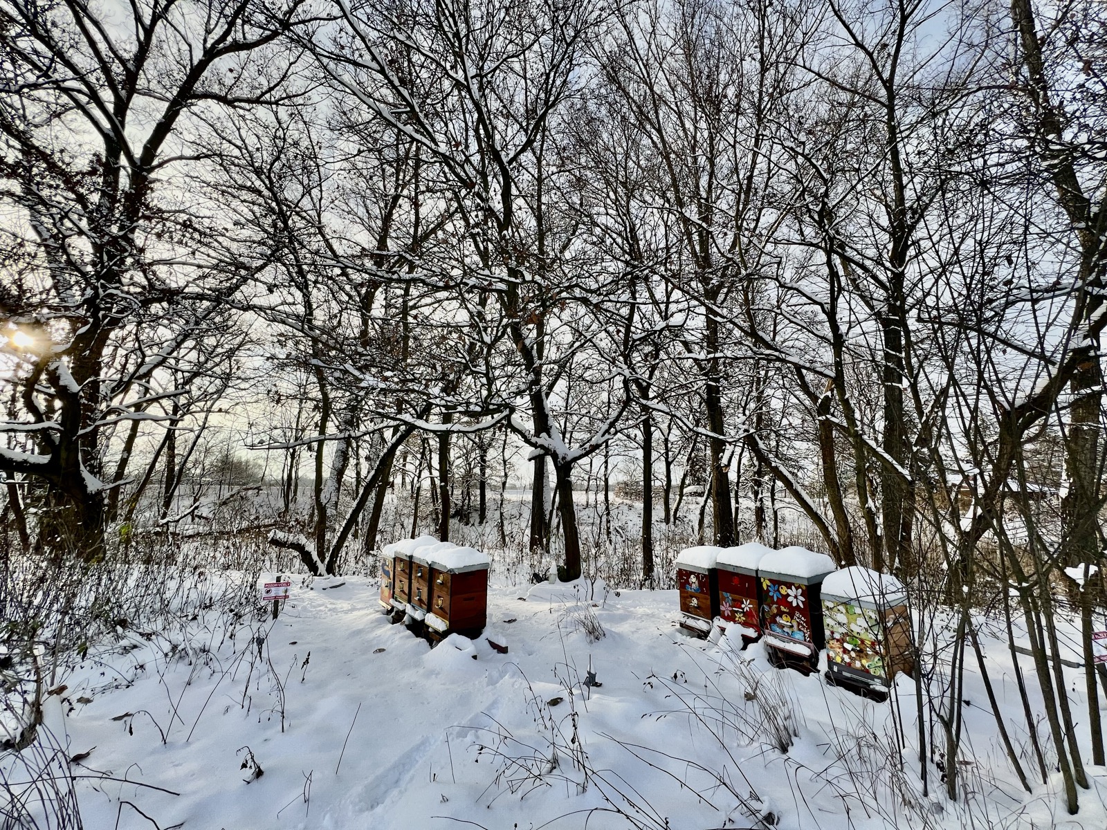 Winter apiary in a snowy forest